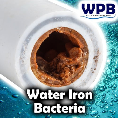 Water Iron Bacteria