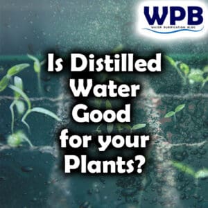 Is distilled water good for your plants?
