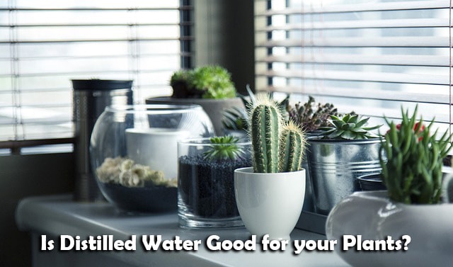 Is distilled water good for plants