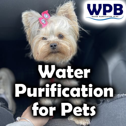 Water Purification for Pets: How to Ensure Clean and Safe Drinking Water for Your Furry Friends